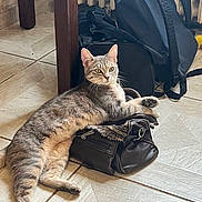Griotte participe au concours pour gagner de l'argent avec cette photo : cat, tabby_cat, handbag, backpack, indoor, floor, tile_floor, furniture_leg, radiator, pet, animal, relaxed, curious, looking, light, texture, cozy, home, domestic, resting