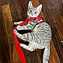 Griotte a rejoint le concours — aidez-le/la à gagner de superbes lots ! cat, kitten, gray_tabby, harness, leash, wooden_floor, playful, pet, animal, indoor, young_cat, curious, wide_eyes, flooring, striped, cute, domestic_cat, small, feline, looking_up