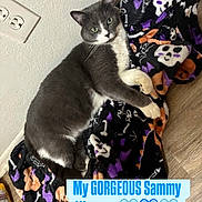 Samuel Grey Millam joined the competition — help win amazing prizes! cat, gray_cat, white_cat, lying_down, blanket, skull_pattern, bones, halloween_theme, indoor, wooden_floor, wall, outlet, pet, feline, cozy, relaxed, cute, animal, mammal, portrait