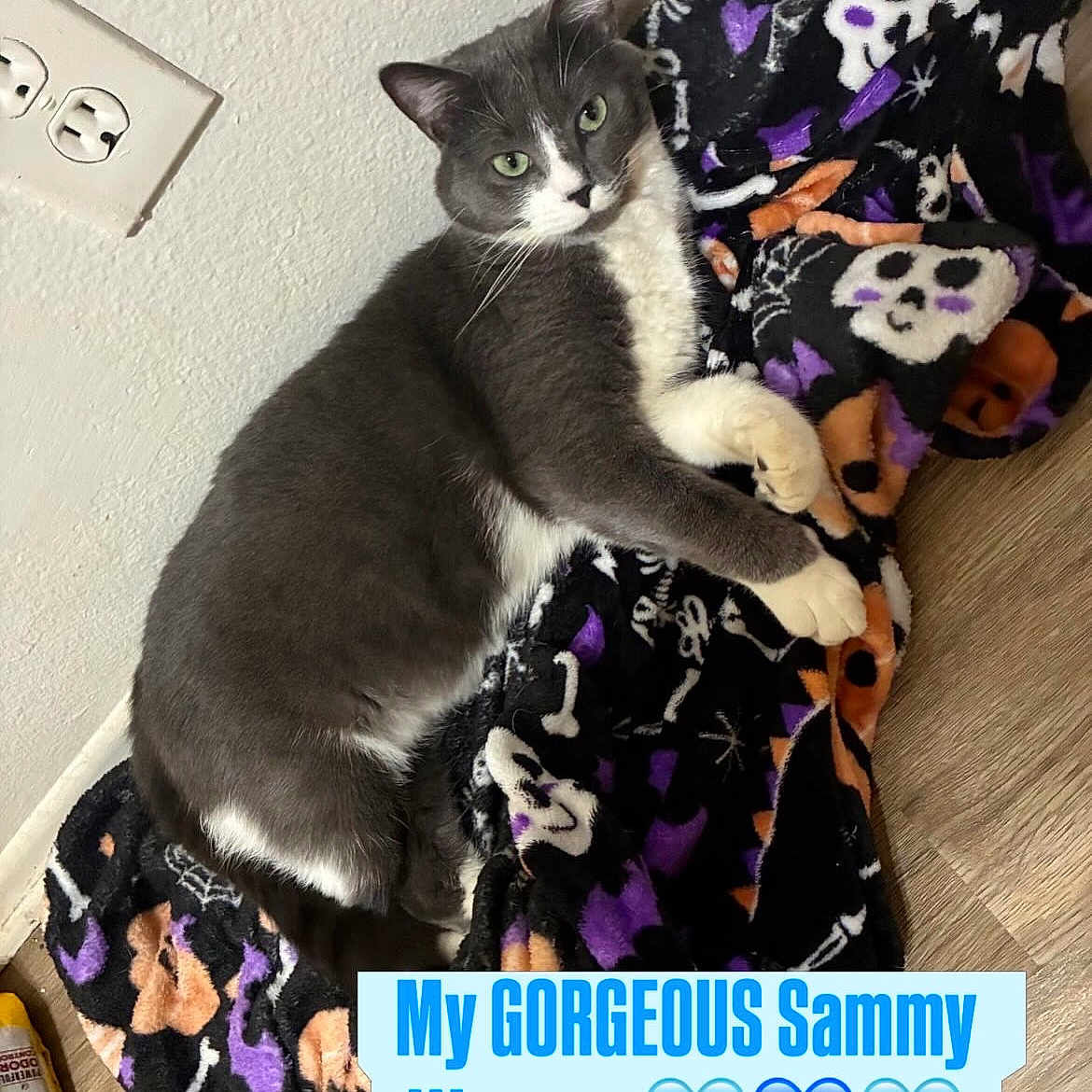 Samuel Grey Millam joined the competition — help win amazing prizes! cat, gray_cat, white_cat, lying_down, blanket, skull_pattern, bones, halloween_theme, indoor, wooden_floor, wall, outlet, pet, feline, cozy, relaxed, cute, animal, mammal, portrait