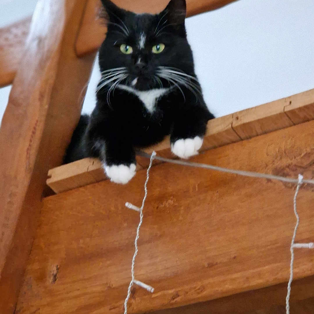 Léon
