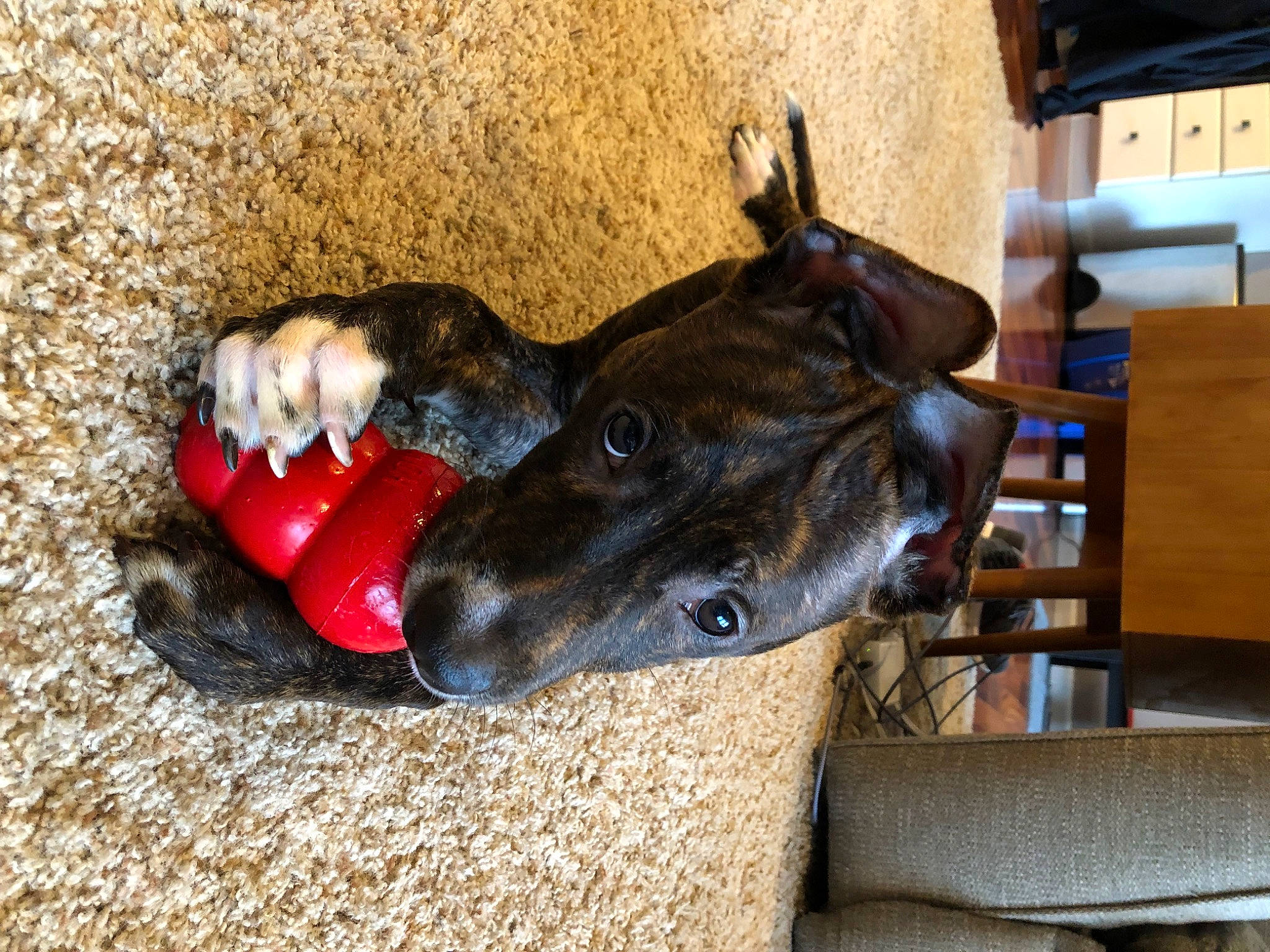 Hermes is registered to the contest to win money with this photo: canidae, carmine, carnivore, collar, companion_dog, dog, dog_breed, dog_collar, dog_supply, fashion_accessory, fawn, helmet, leash, pack_animal, paw, snout, sporting_group, toy, wood, working_animal