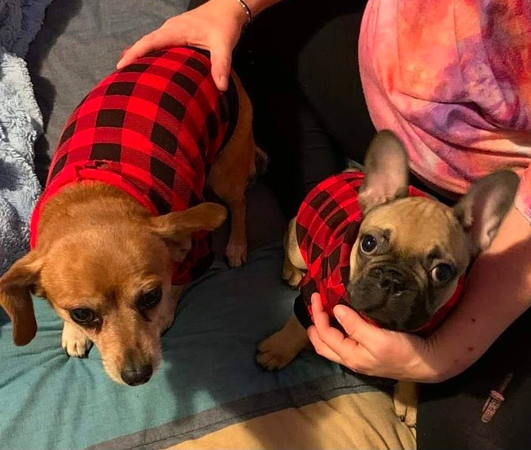 Kingston is registered to the contest to win money with this photo: bulldog, canidae, carnivore, comfort, companion_dog, dog, dog_breed, dog_supply, fawn, mammal, paw, plaid, snout, sporting_group, tartan, toy_dog, vertebrate, whiskers, working_animal, wrinkle