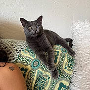 Crispy joined the competition — help win amazing prizes! cat, gray_cat, one_eye_cloudy, cushion, patterned_cushion, paws_crossed, fluffy_pillow, white_pillow, tattoo, shoulder, relaxed, indoor, wall, furniture, pet, animal, cozy, resting, fur, portrait