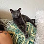 cat, gray_cat, one_eye_cloudy, cushion, patterned_cushion, paws_crossed, fluffy_pillow, white_pillow, tattoo, shoulder, relaxed, indoor, wall, furniture, pet, animal, cozy, resting, fur, portrait