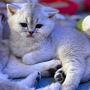 Athena a rejoint le concours — aidez-le/la à gagner de superbes lots ! kitten, cat, fluffy, cute, animal, pet, feline, soft, blue_blanket, cozy, young, fur, paws, whiskers, resting, indoor, closeup, sleepy, adorable, companion