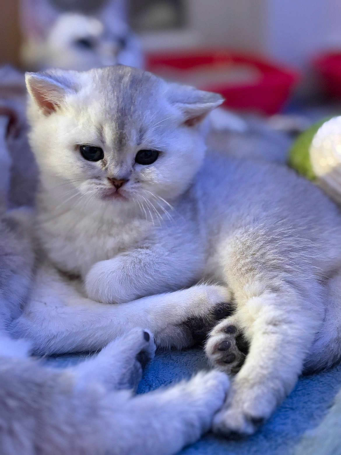 Athena a rejoint le concours — aidez-le/la à gagner de superbes lots ! kitten, cat, fluffy, cute, animal, pet, feline, soft, blue_blanket, cozy, young, fur, paws, whiskers, resting, indoor, closeup, sleepy, adorable, companion