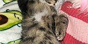 Eli joined the competition — help win amazing prizes! kitten, cat, sleeping, paw, furry, tabby, blanket, avocado_pattern, cozy, striped, knitted, pink_ribbon, relaxed, cute, indoor, pet, fur, resting, animal, adorable