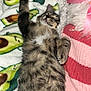 kitten, cat, sleeping, paw, furry, tabby, blanket, avocado_pattern, cozy, striped, knitted, pink_ribbon, relaxed, cute, indoor, pet, fur, resting, animal, adorable