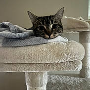 Eli joined the competition — help win amazing prizes! cat, tabby_cat, blanket, cat_tree, furniture, indoor, pet, animal, fur, ears, face, whiskers, cozy, resting, curious, wide_eyes, soft_texture, home, cute, relaxed