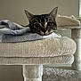 cat, tabby_cat, blanket, cat_tree, furniture, indoor, pet, animal, fur, ears, face, whiskers, cozy, resting, curious, wide_eyes, soft_texture, home, cute, relaxed