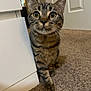 Eli joined the competition — help win amazing prizes! cat, tabby, curious, indoor, carpet, cabinet, pet, whiskers, feline, ears, eyes, door, home, animal, mammal, cute, fur, paws, looking, closeup