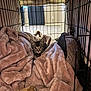 Eli is registered to the contest to win money with this photo: kitten, cat, blanket, crate, pet, fur, cozy, indoor, toy, cage, soft, comfort, rest, animal, cute, feline, home, curious, nest, snug