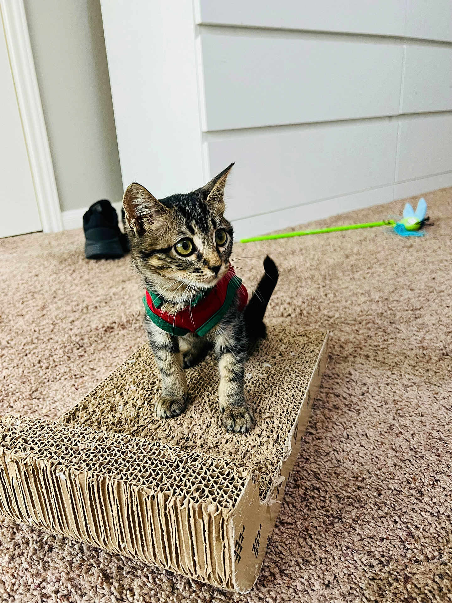 Eli