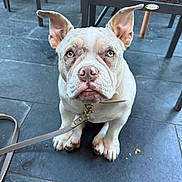 Harley Rain is registered to the contest to win money with this photo: animal, background, brown, chair, closeup, collar, cute, dog, ears, expression, floor, furniture, indoor, leash, looking_up, pet, puppy, sitting, tile, white