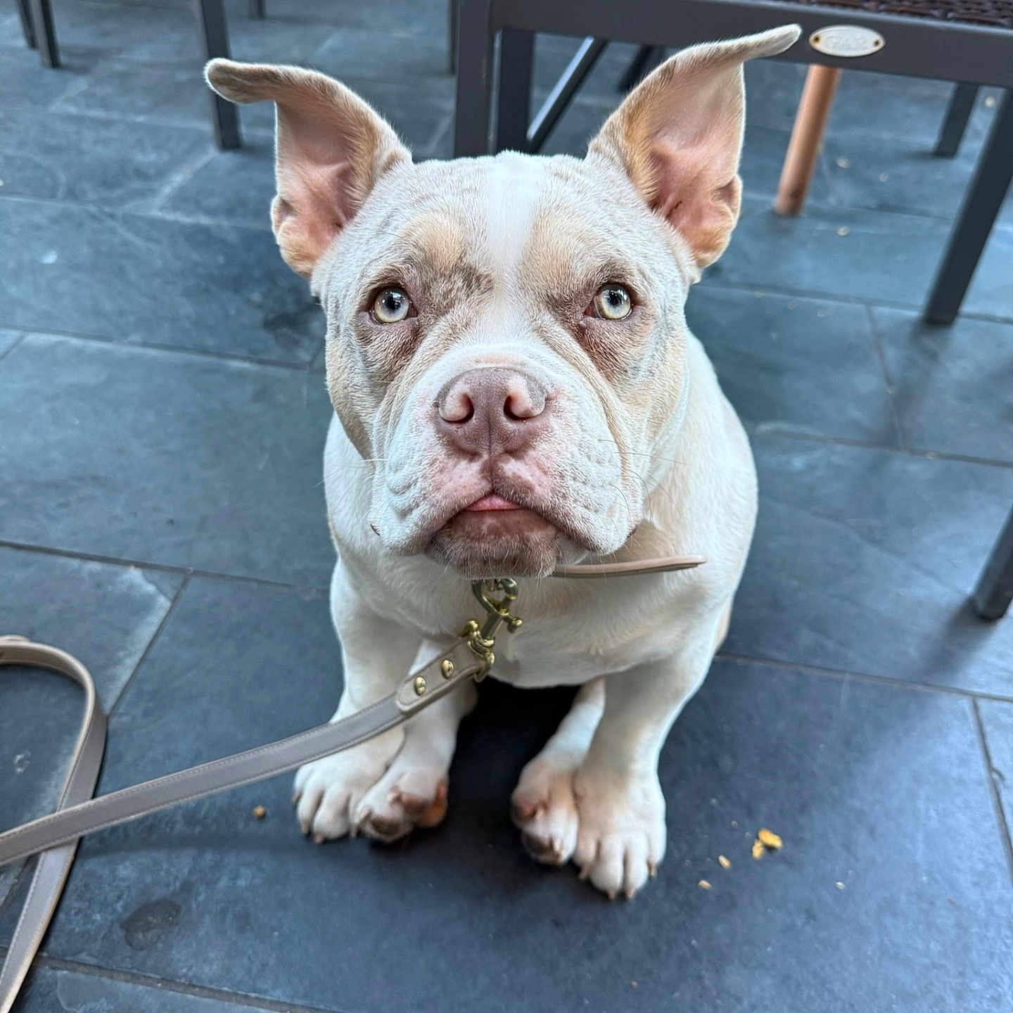 Harley Rain is registered to the contest to win money with this photo: animal, background, brown, chair, closeup, collar, cute, dog, ears, expression, floor, furniture, indoor, leash, looking_up, pet, puppy, sitting, tile, white