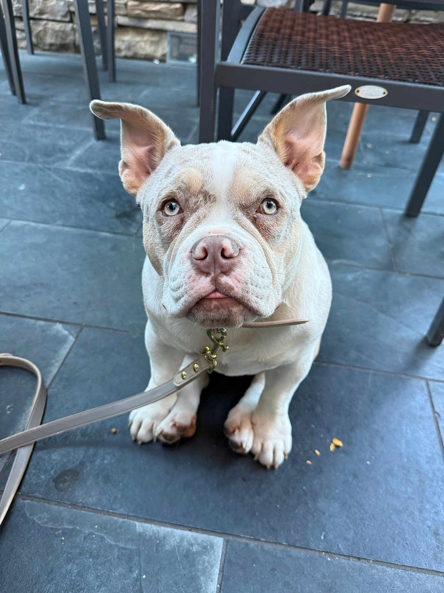 Harley Rain is registered to the contest to win money with this photo: animal, background, brown, chair, closeup, collar, cute, dog, ears, expression, floor, furniture, indoor, leash, looking_up, pet, puppy, sitting, tile, white
