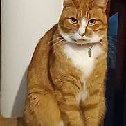 Skypi a rejoint le concours — aidez-le/la à gagner de superbes lots ! cat, orange_cat, white_fur, indoor, pet, animal, feline, sitting, wooden_surface, collar, serious_expression, domestic_cat, fur, whiskers, ears, tail, background, furniture, household, close_up