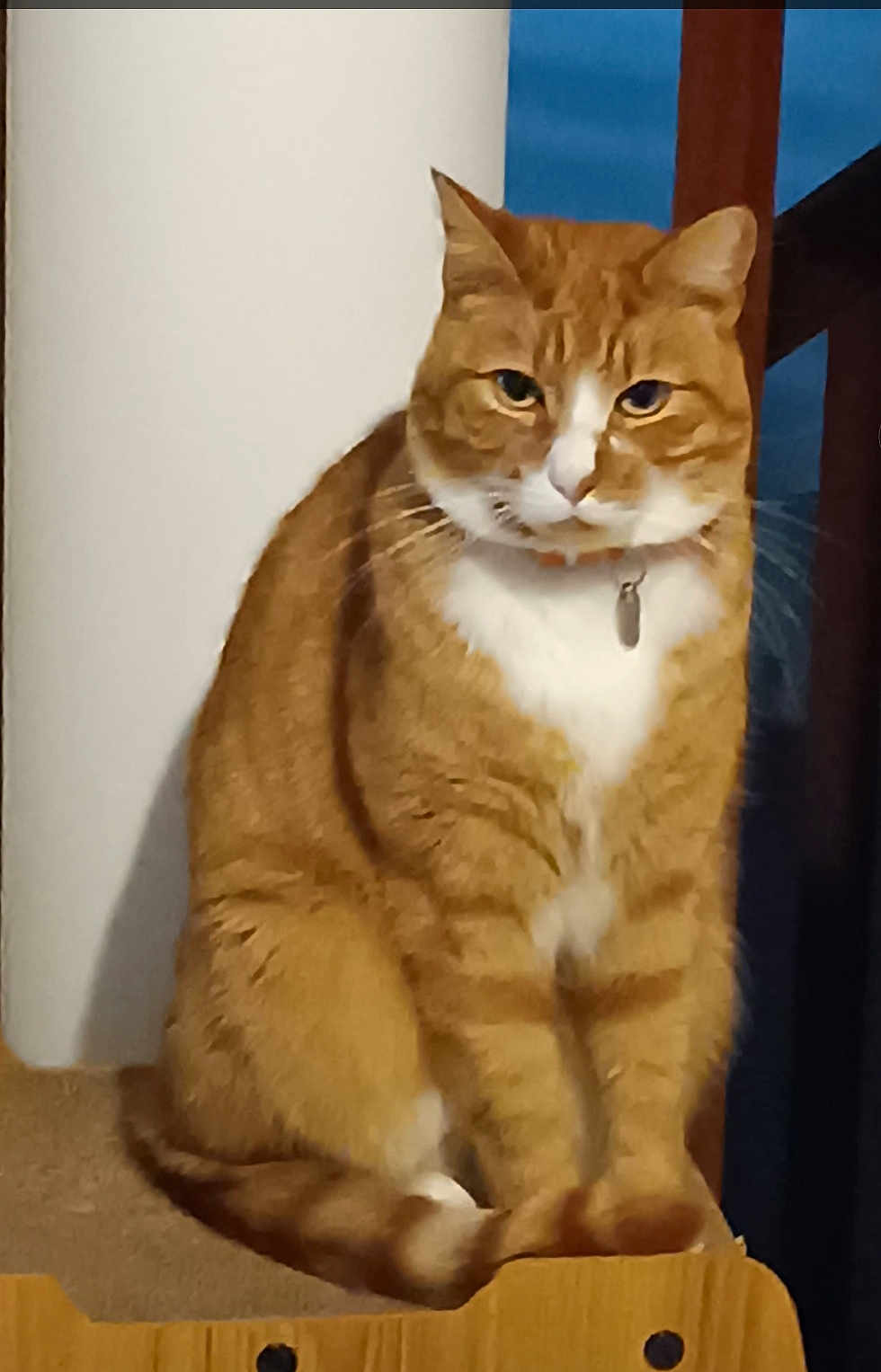 Skypi a rejoint le concours — aidez-le/la à gagner de superbes lots ! cat, orange_cat, white_fur, indoor, pet, animal, feline, sitting, wooden_surface, collar, serious_expression, domestic_cat, fur, whiskers, ears, tail, background, furniture, household, close_up