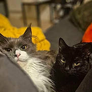 Kyra a rejoint le concours — aidez-le/la à gagner de superbes lots ! cat, cats, black_cat, longhair_cat, mixed_color_cat, pair, cuddling, cozy, blanket, sofa, couch, indoor, portrait, closeup, whiskers, fur, green_eyes, relaxed, pets, living_room