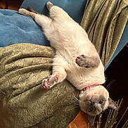 Jasmine is registered to the contest to win money with this photo: cat, upside_down, chair, blue_chair, blanket, golden_blanket, painted_claws, pink_claws, fur, whiskers, collar, indoor, relaxed, pet, animal, feline, cozy, wooden_floor, decor, plant