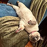 cat, upside_down, chair, blue_chair, blanket, golden_blanket, painted_claws, pink_claws, fur, whiskers, collar, indoor, relaxed, pet, animal, feline, cozy, wooden_floor, decor, plant