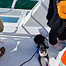Vicky a rejoint le concours — aidez-le/la à gagner de superbes lots ! dog, boat, water, leash, person, sneakers, purse, deck, sunlight, shadow, black_clothing, orange, white, outdoor, pet, resting, summer, casual, animal, small_dog