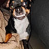 animal, black_dog, blanket, canine, cozy, cute, dark_background, dog, ears, expression, fur, indoor, looking, paw, pet, small_dog, smile, snout, tan_markings, teeth