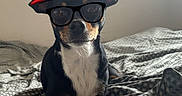 Vicky participe au concours pour gagner de l'argent avec cette photo : dog, bed, blanket, indoor, pet, black_dog, glasses, hat, resting, cozy, portrait, animal, cute, sitting, canine, domestic_animal, fur, looking, accessory, casual