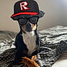 dog, bed, blanket, indoor, pet, black_dog, glasses, hat, resting, cozy, portrait, animal, cute, sitting, canine, domestic_animal, fur, looking, accessory, casual