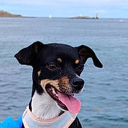 Vicky participe au concours pour gagner de l'argent avec cette photo : dog, pet, animal, canine, black_and_tan, harness, tongue_out, ears, outdoor, water, sea, sky, island, happy, portrait, cute, summer, nature, daytime, close_up