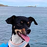 dog, pet, animal, canine, black_and_tan, harness, tongue_out, ears, outdoor, water, sea, sky, island, happy, portrait, cute, summer, nature, daytime, close_up