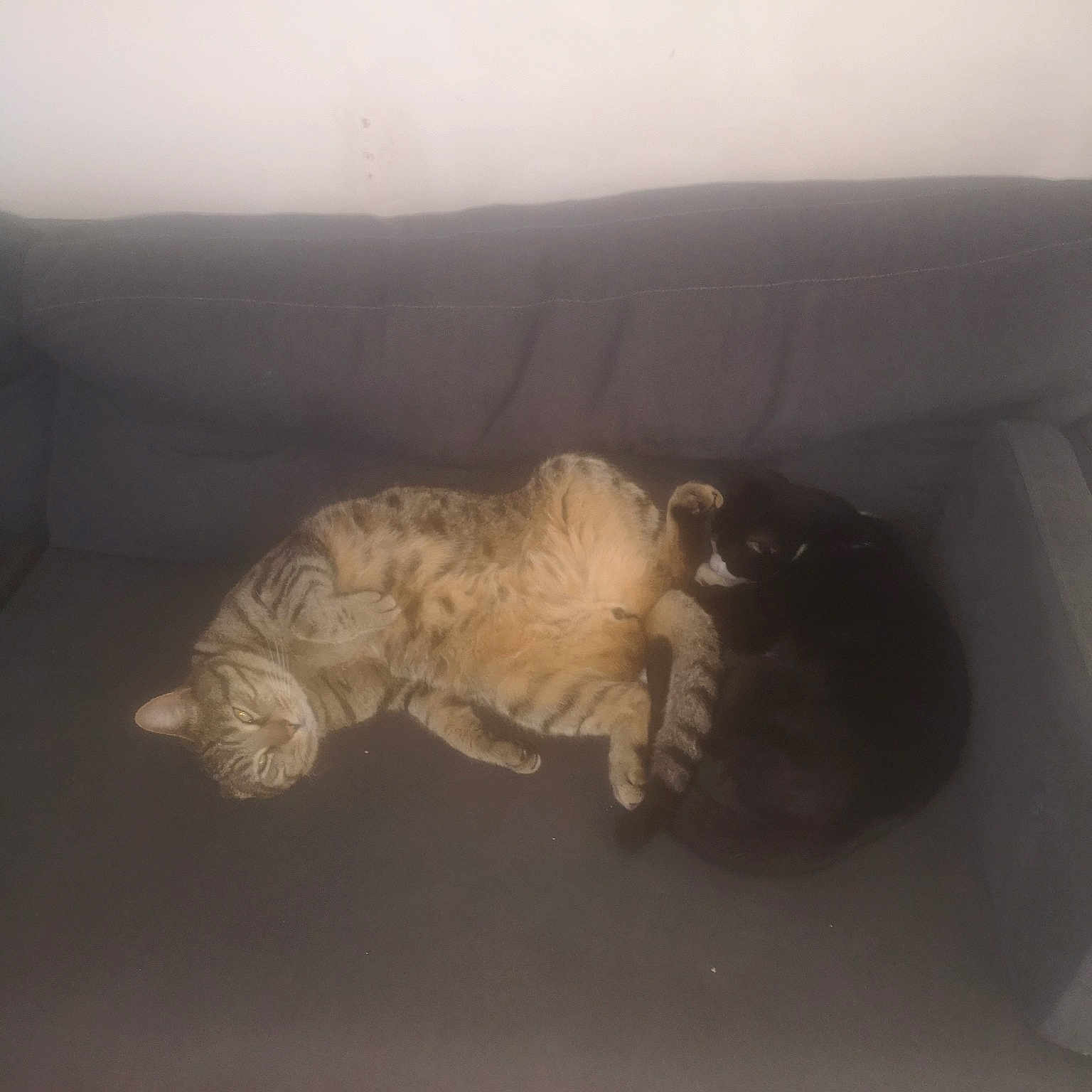 Simba