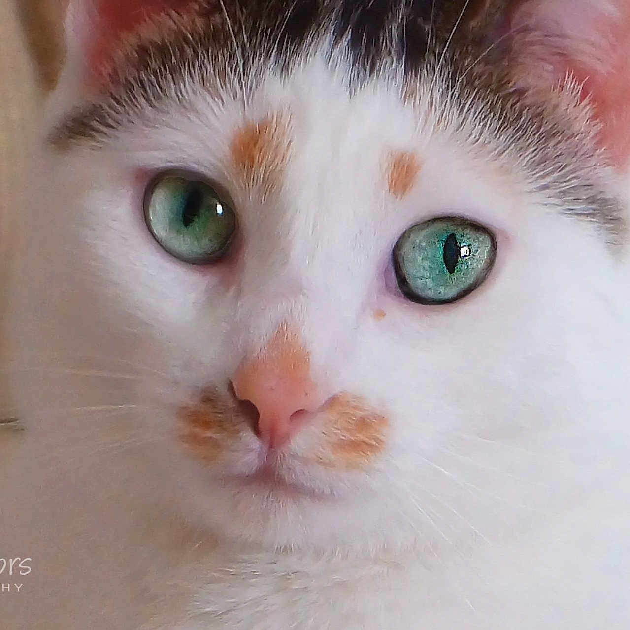 Gabbie is registered to the contest to win money with this photo: aegean_cat, cat, cat_like_mammal, close_up, domestic_short_haired_cat, european_shorthair, eye, face, fauna, fur, khao_manee, kitten, nose, organ, skin, small_to_medium_sized_cats, snout, turkish_angora, turkish_van, whiskers