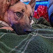 Kira Dashnaw joined the competition — help win amazing prizes! dog, puppy, brown_fur, close_up, face, snout, nose, eyes, resting, sleepy, lying_down, blanket, cozy, indoor, bed, blue_lights, red_blanket, home, portrait, pet