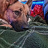 dog, puppy, brown_fur, close_up, face, snout, nose, eyes, resting, sleepy, lying_down, blanket, cozy, indoor, bed, blue_lights, red_blanket, home, portrait, pet