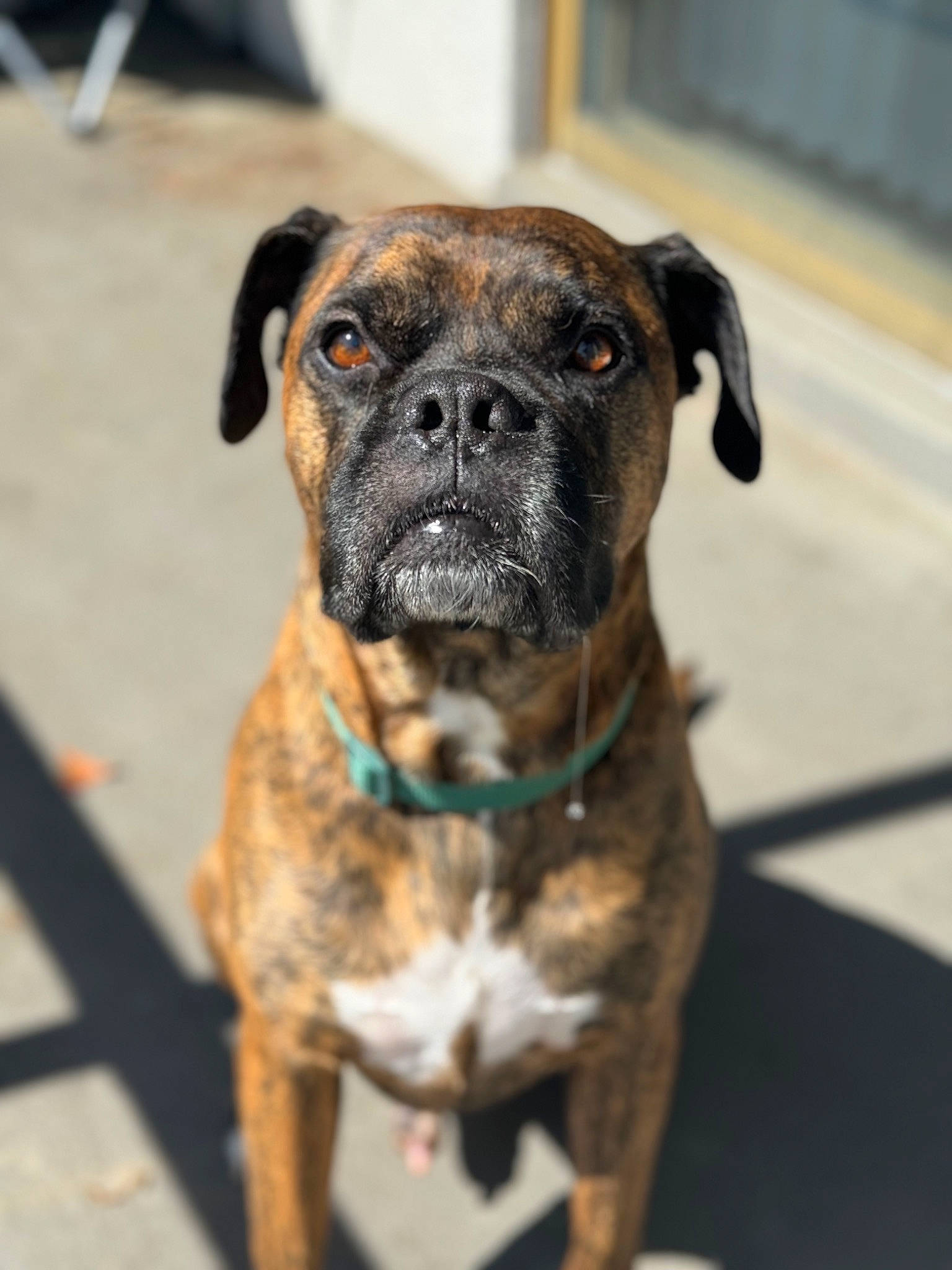 Maverick is registered to the contest to win money with this photo: ancient_dog_breeds, canidae, carnivore, collar, companion_dog, dog, dog_breed, dog_collar, guard_dog, molosser, non_sporting_group, plant, terrestrial_animal, whiskers, working_animal, working_dog, wrinkle