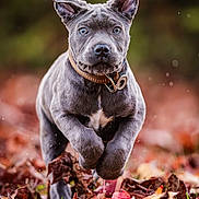 Vici participe au concours pour gagner de l'argent avec cette photo : animal, autumn, boxer, bulldog, canine, dog, frenchbulldog, grass, hound, husky, leaf, machine, pet, pitbull, plant, pointer, puppy, snout, spoke, whitedog
