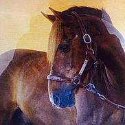 Jumper Du Pont a rejoint le concours — aidez-le/la à gagner de superbes lots !