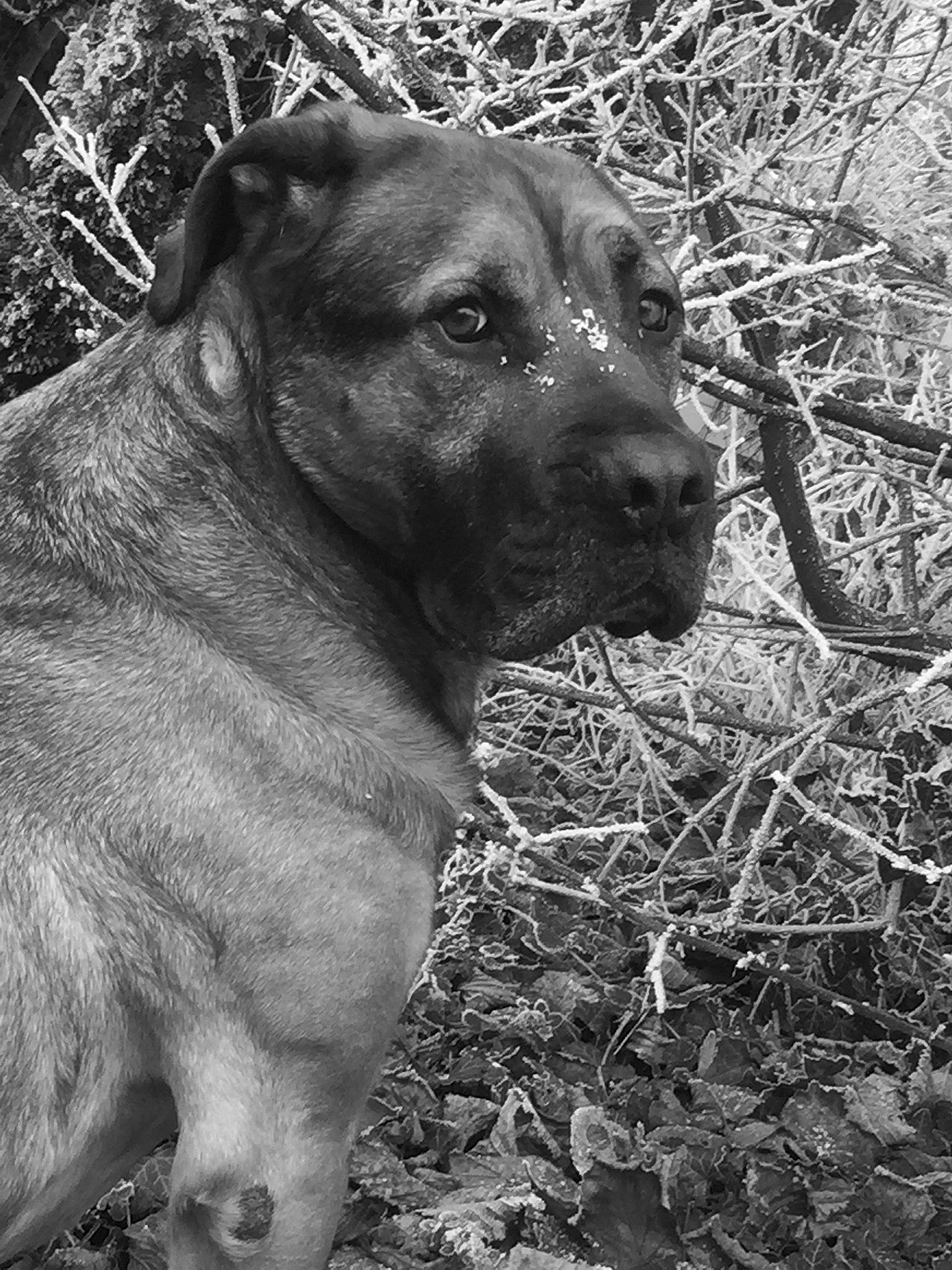 Booba a rejoint le concours — aidez-le/la à gagner de superbes lots ! alano_espanol, alaunt, bandog, black_and_white, boerboel, cane_corso, canidae, carnivore, cimarron_uruguayo, dog, dog_breed, fawn, mammal, mountain_cur, perro_de_presa_canario, snout, sporting_group, whiskers