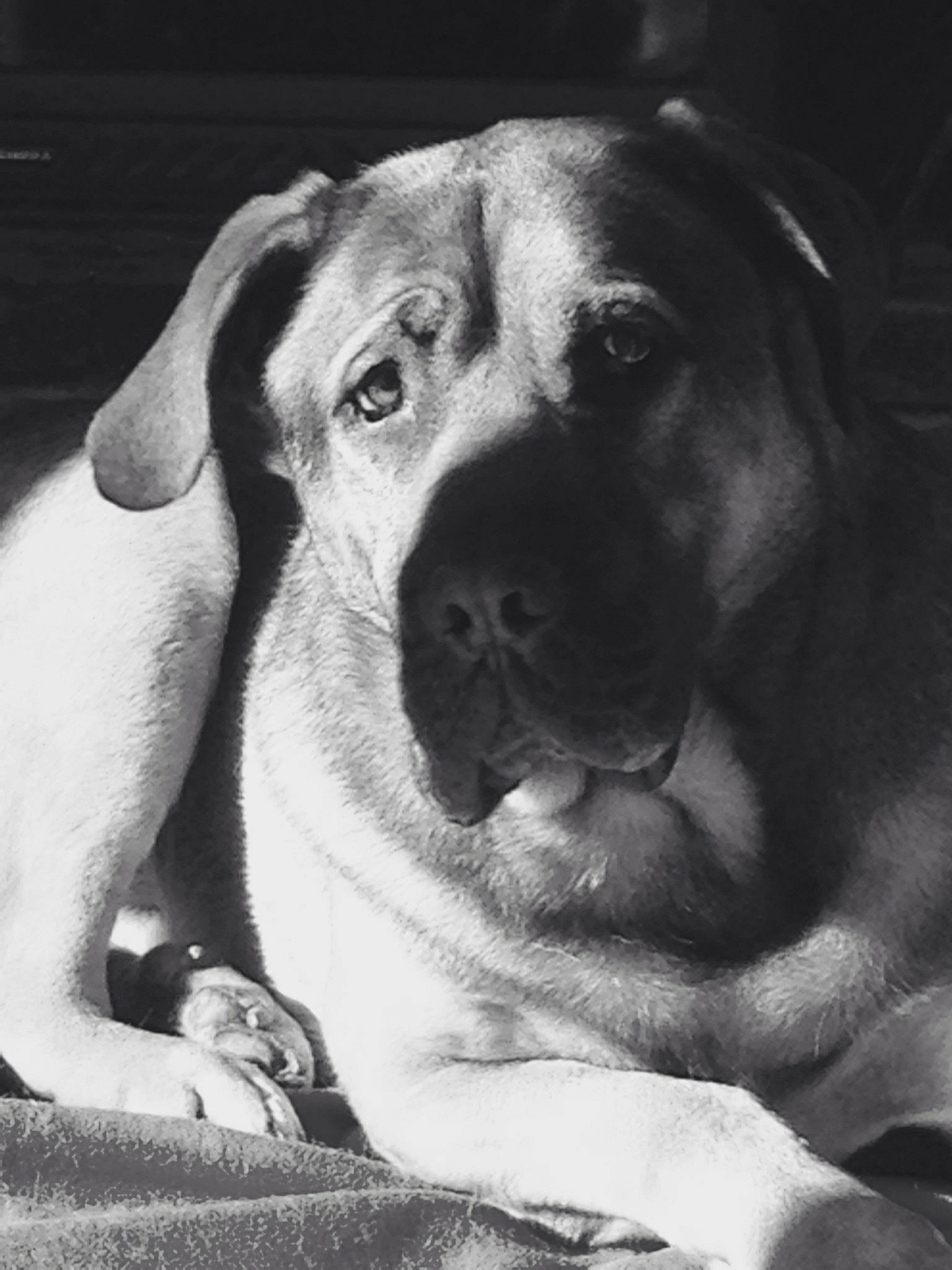 Booba participe au concours pour gagner de l'argent avec cette photo : black, black_and_white, boerboel, canidae, carnivore, dog, dog_breed, eye, fawn, labrador_retriever, mammal, monochrome, monochrome_photography, nose, photography, puppy, snout, sporting_group, vertebrate, whiskers