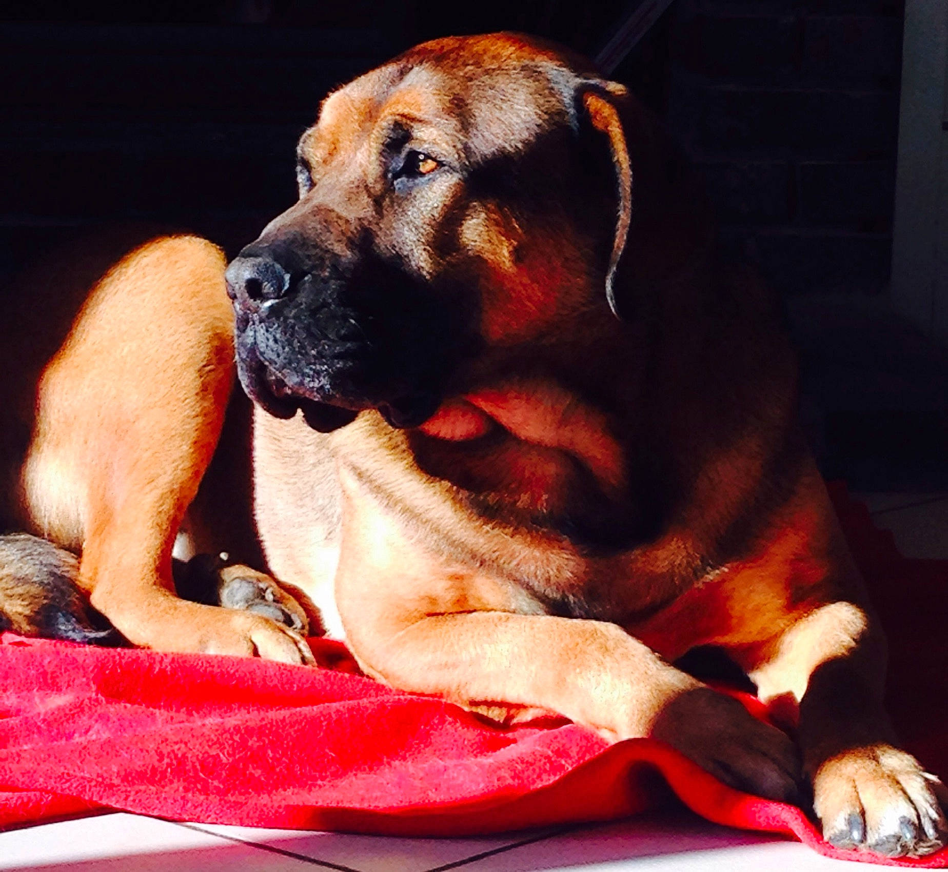 Booba a rejoint le concours — aidez-le/la à gagner de superbes lots ! ancient_dog_breeds, boerboel, bullmastiff, cane_corso, canidae, carnivore, companion_dog, dog, dog_breed, english_mastiff, fawn, fila_brasileiro, guard_dog, mammal, molosser, non_sporting_group, rare_breed_dog, snout, tosa, vertebrate