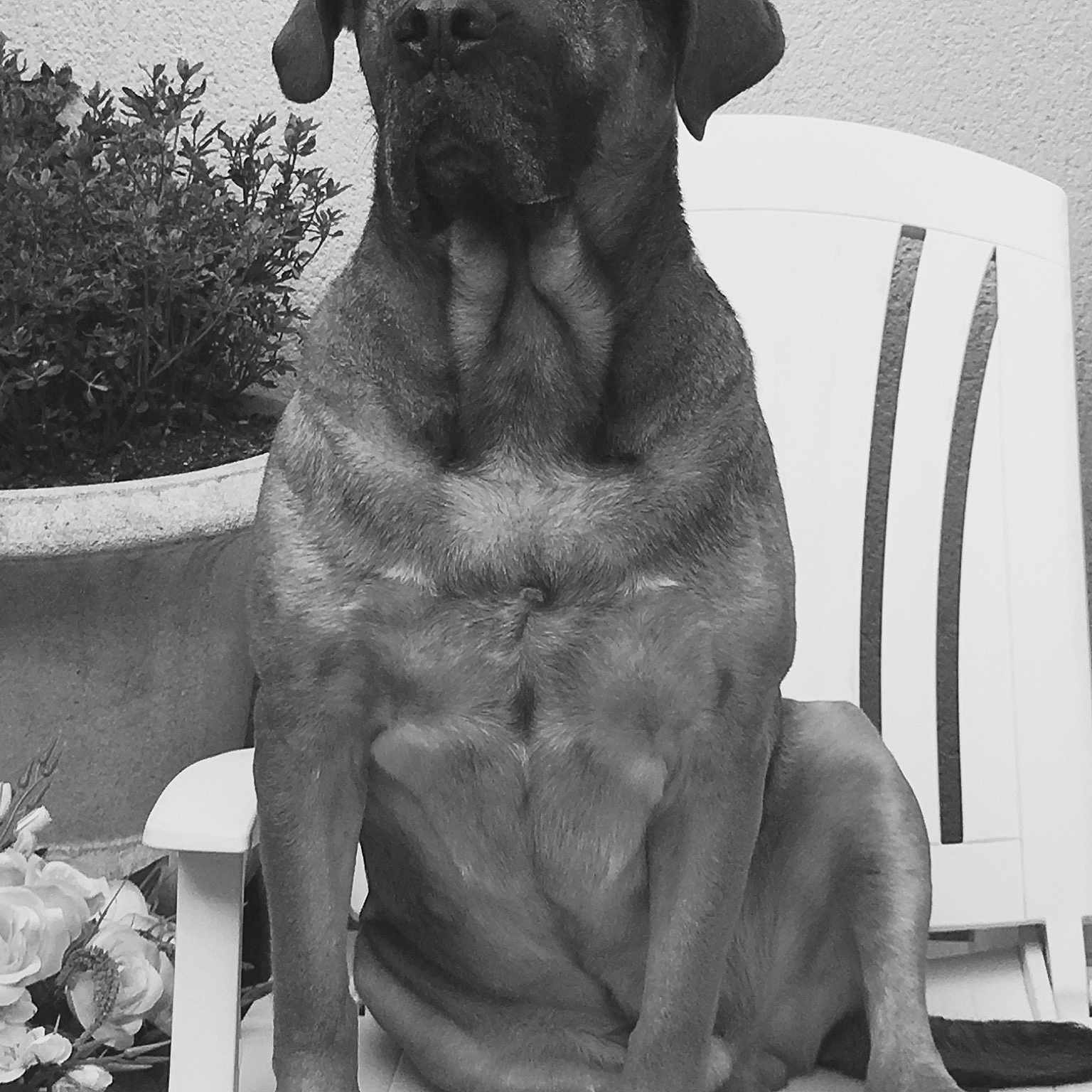 Booba