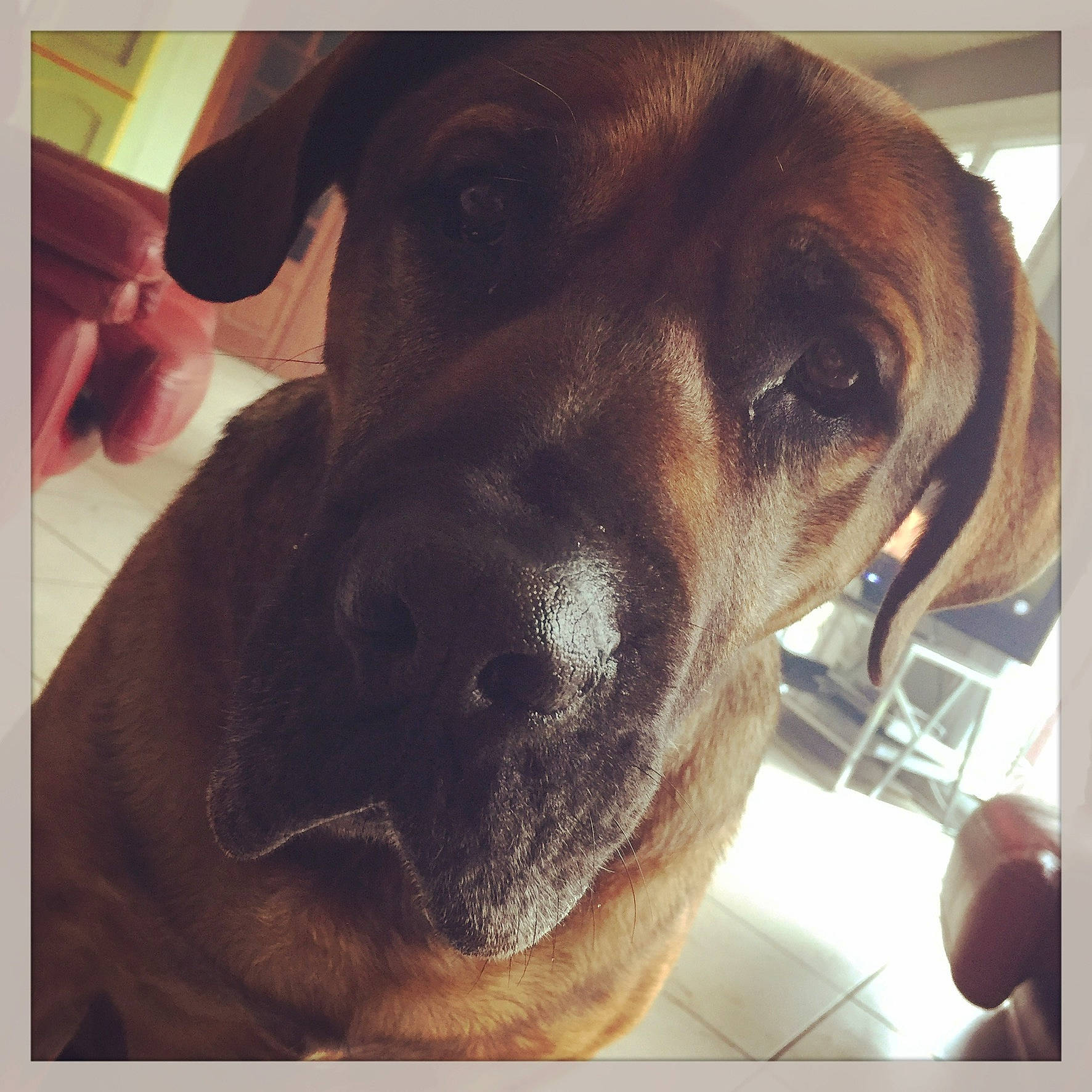 Booba participe au concours pour gagner de l'argent avec cette photo : black_mouth_cur, bloodhound, canidae, carnivore, cool, coonhound, dachshund, dog, dog_breed, ear, great_dane, guard_dog, hound, labrador_retriever, mammal, nose, puppy, selfie, snout, sporting_group