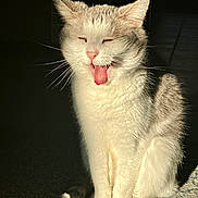 Casper is registered to the contest to win money with this photo: animal, carpet, cat, closeup, cute, ears, feline, floor, funny_expression, gray_fur, indoor, pet, playful, relaxing, sitting, sunlight, tail, tongue_out, whiskers, white_fur