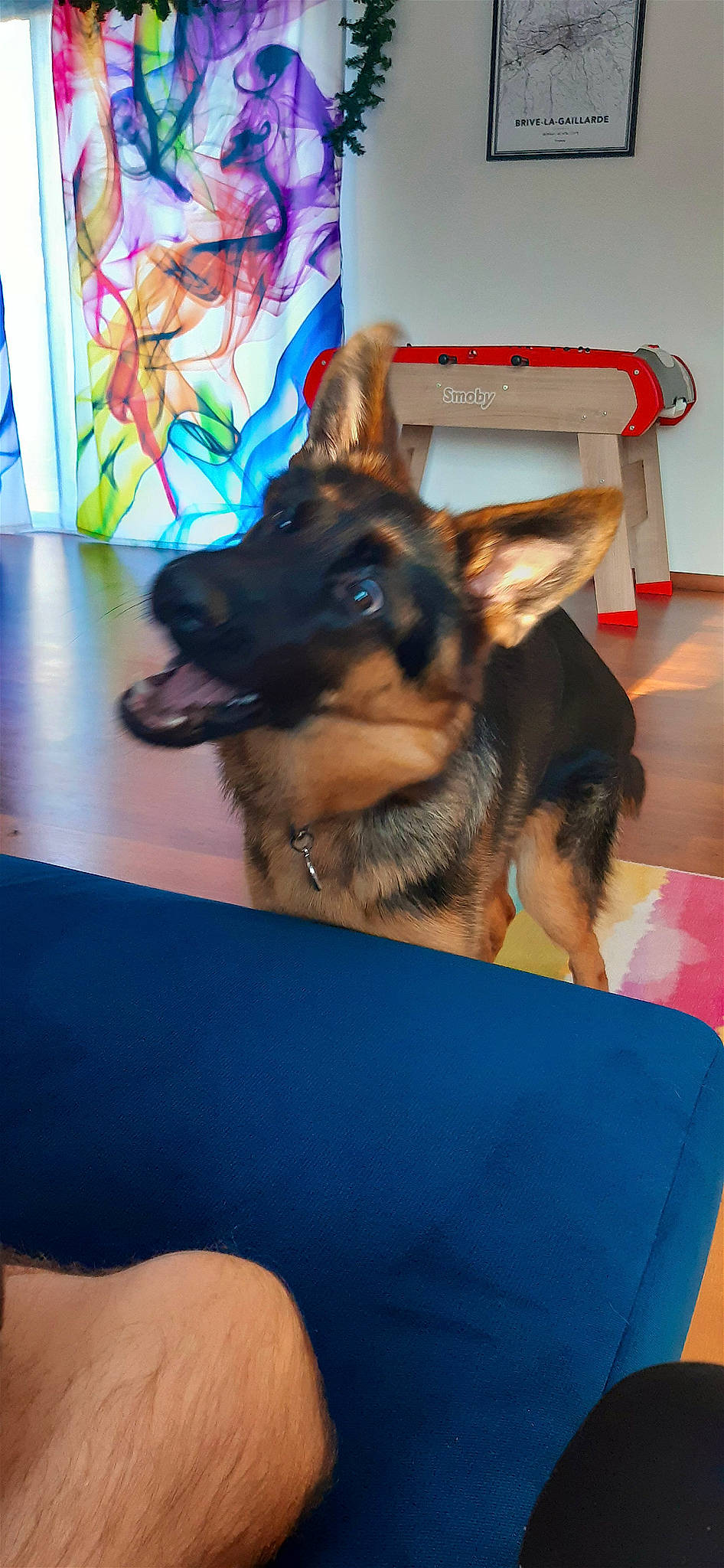 Raya a rejoint le concours — aidez-le/la à gagner de superbes lots ! canidae, carnivore, companion_dog, dog, dog_breed, dog_supply, east_european_shepherd, electric_blue, flooring, fur, german_shepherd_dog, herding_dog, king_shepherd, mammal, old_german_shepherd_dog, snout, sporting_group, working_animal, working_dog