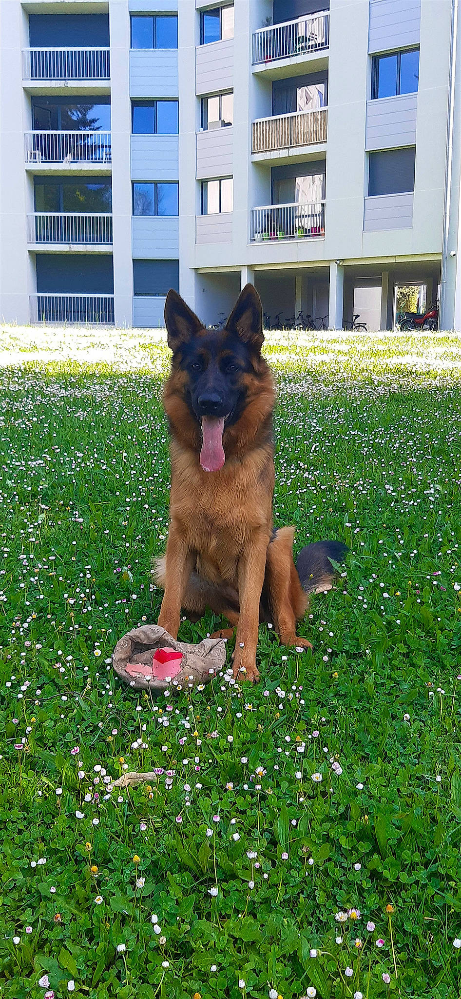 Raya a rejoint le concours — aidez-le/la à gagner de superbes lots ! building, canidae, carnivore, companion_dog, dog, dog_breed, dog_supply, east_european_shepherd, electric_blue, grass, green, groundcover, herding_dog, king_shepherd, lawn, old_german_shepherd_dog, plant, shrub, sporting_group, window