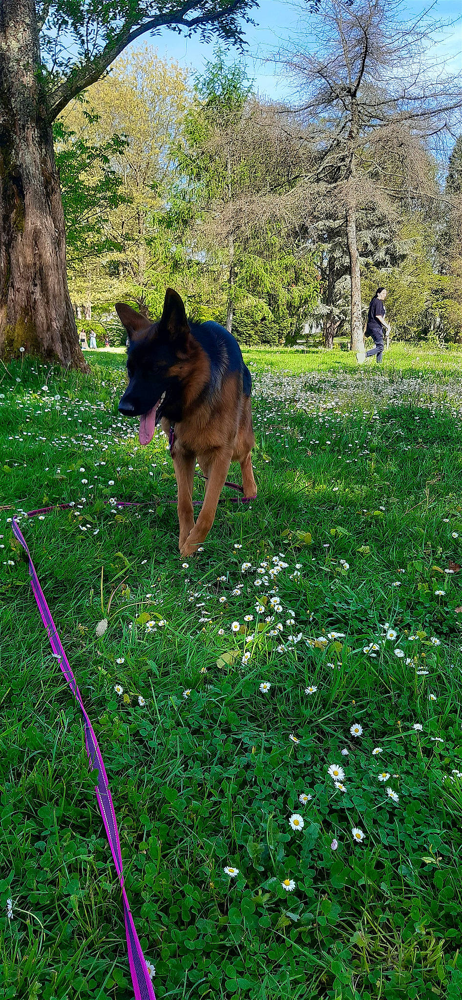 Raya participe au concours pour gagner de l'argent avec cette photo : carnivore, dog, dog_breed, fawn, flower, german_shepherd_dog, grass, grassland, green, groundcover, herbaceous_plant, herding_dog, king_shepherd, lawn, meadow, old_german_shepherd_dog, people_in_nature, plant, tail, tree