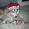 Roxy a rejoint le concours — aidez-le/la à gagner de superbes lots ! animal, bed, christmas, cozy, curious, dog, festive, gift, holiday, husky, indoor, lying_down, patterned_bedspread, pet, red, santa_hat, stars, white, window, wrapped_present
