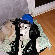 Roxy participe au concours pour gagner de l'argent avec cette photo : animal, black_hair, blanket, canine, cap, costume, cute, dog, dreadlocks, floor, fur, gray, husky, indoor, looking, lying_down, pet, white, wig, yarn